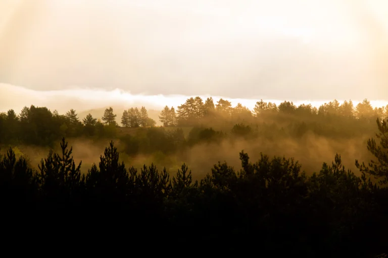 Uzgajanje šljiva - pogled na horizont trnava